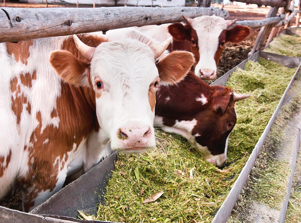 Importancia de la nutrición animal