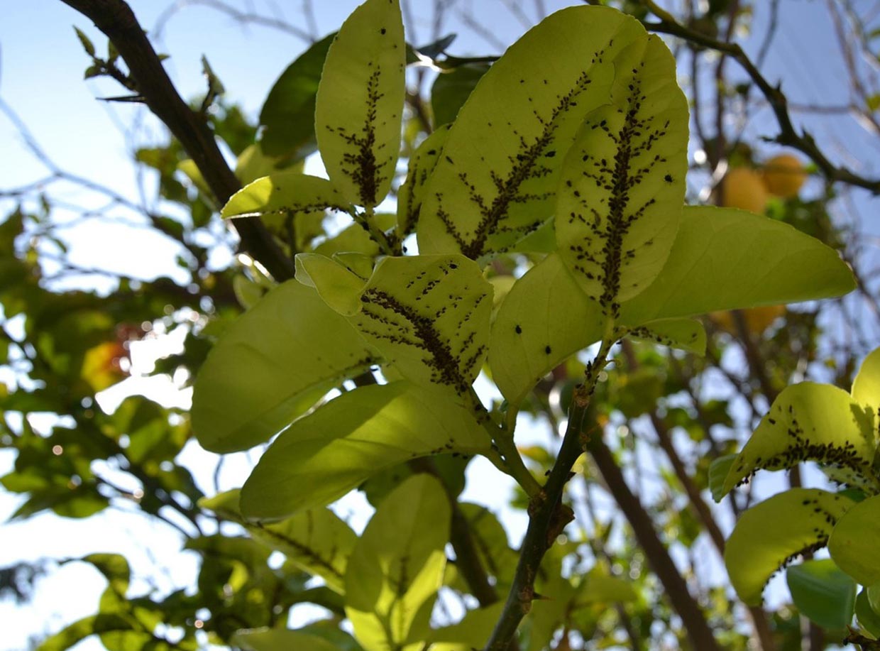¿Cómo eliminar el pulgón de las plantas?