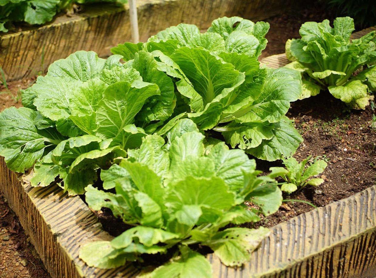 ¿Por qué es bueno tener un cultivo en casa o hacer huertos caseros?
