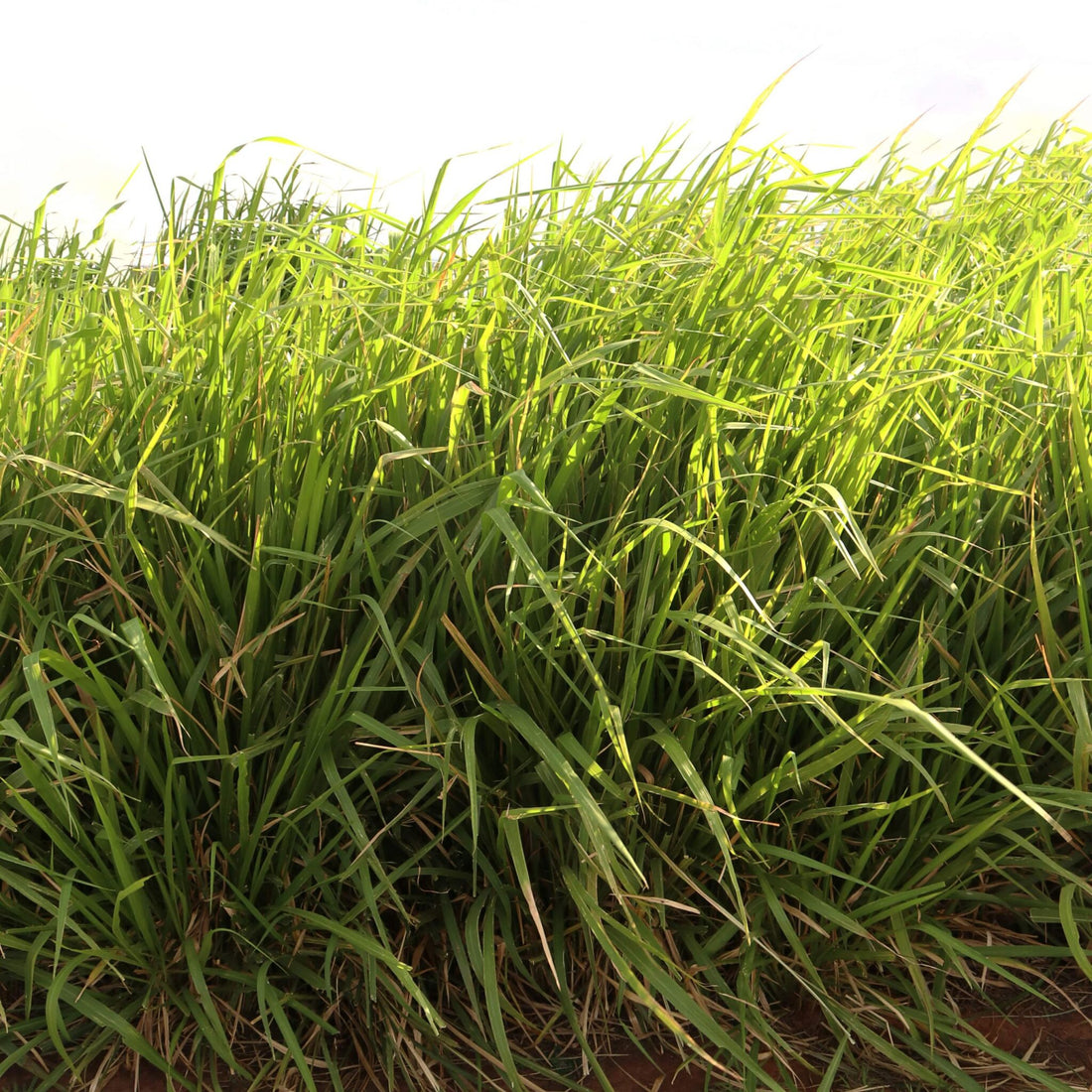 Panicum Maximum CV. Mombasa