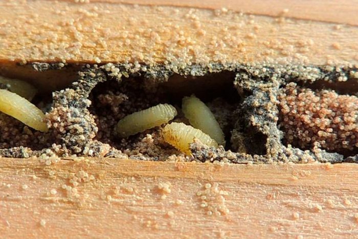 termitas en la madera