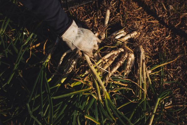 Tendencias de jardineria