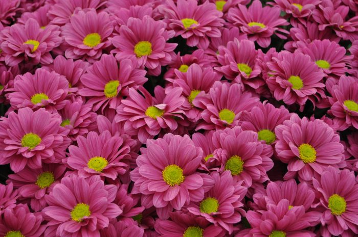 agosto mes de las flores