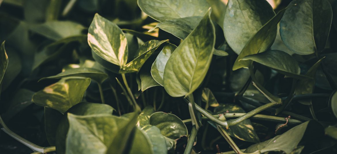 pexels-afif-kusuma-9843099 plantas de interior