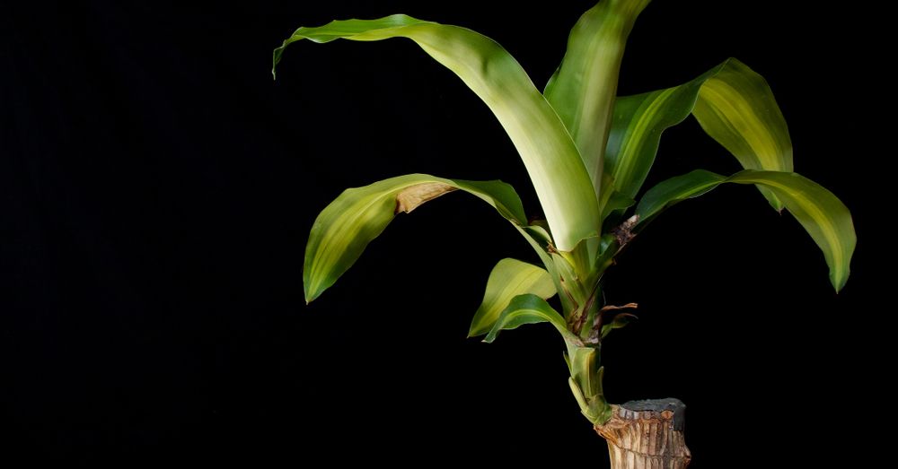 problemas-tronco-brasil-planta problemas-tronco-brasil-planta