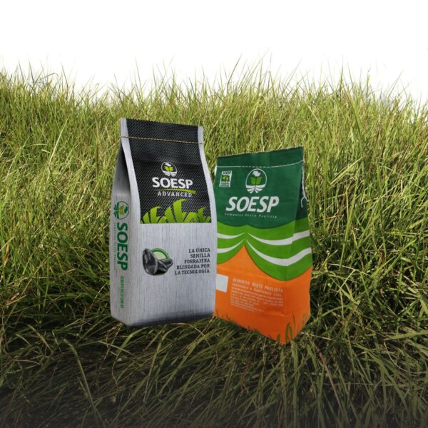 Semillas de pasto forrajero soesp