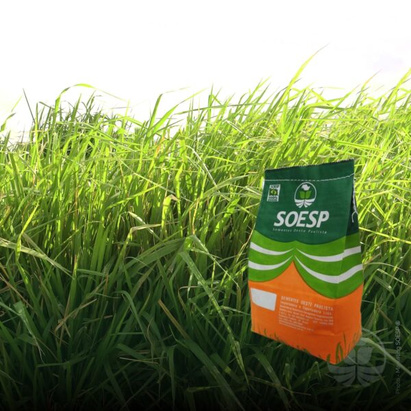 semillas de pasto forrajero soesp mombasa convencional