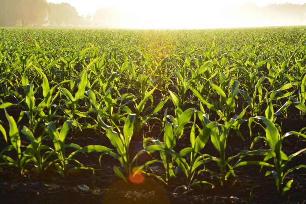 4 estrategias infalibles para mejorar la productividad del campo