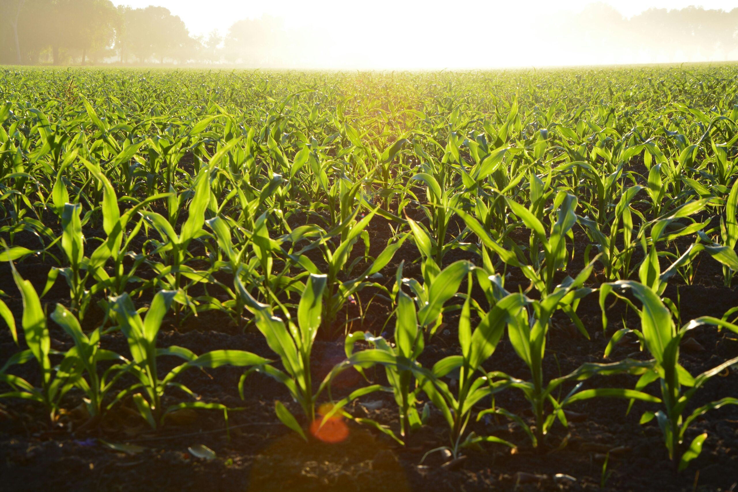 4 estrategias infalibles para mejorar la productividad del campo