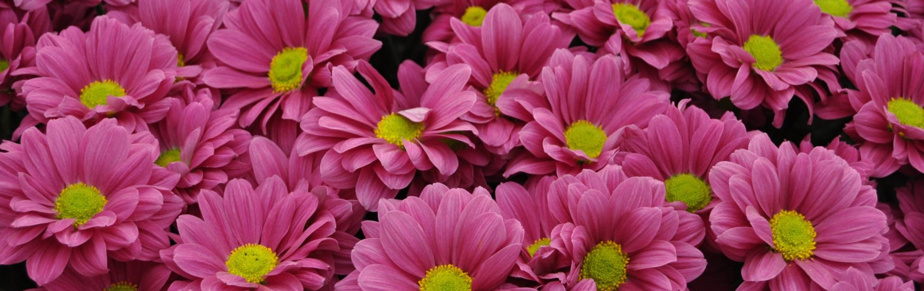 agosto mes de las flores