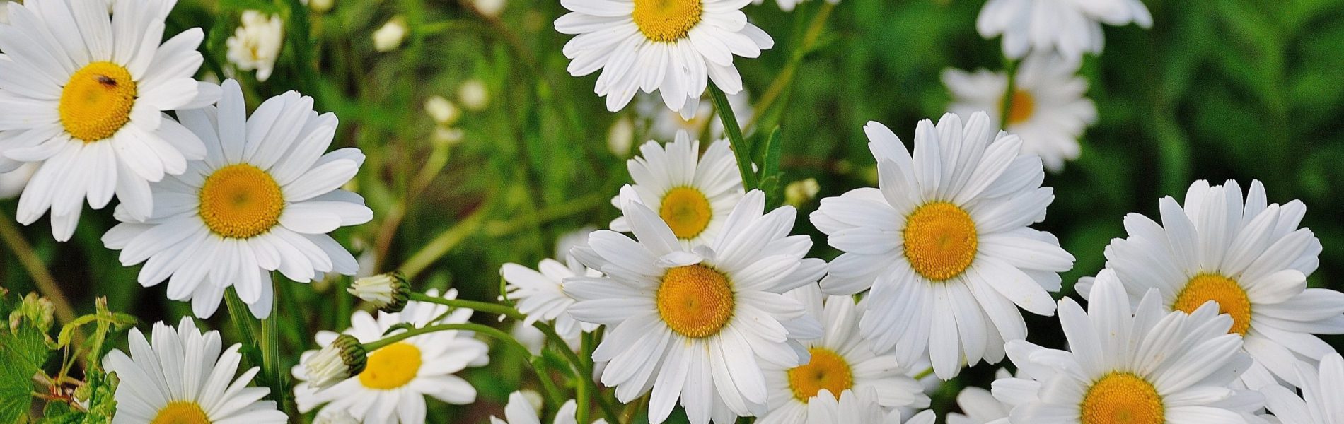 curso de jardineria